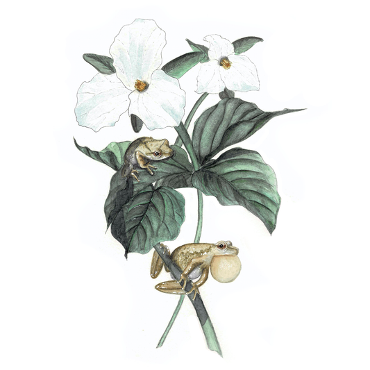 Spring Peeper Art Print - Ella & Louis