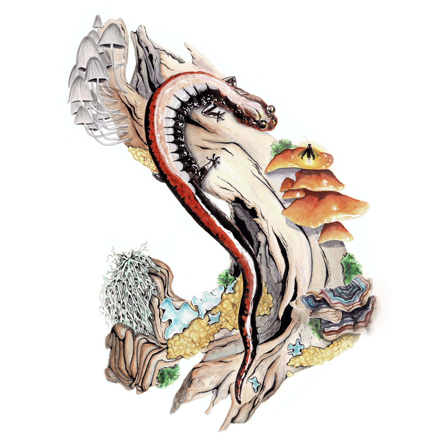Red-Backed Salamander Art Print (Light)- Ren
