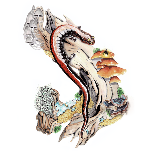 Red-Backed Salamander Art Print (Light)- Ren