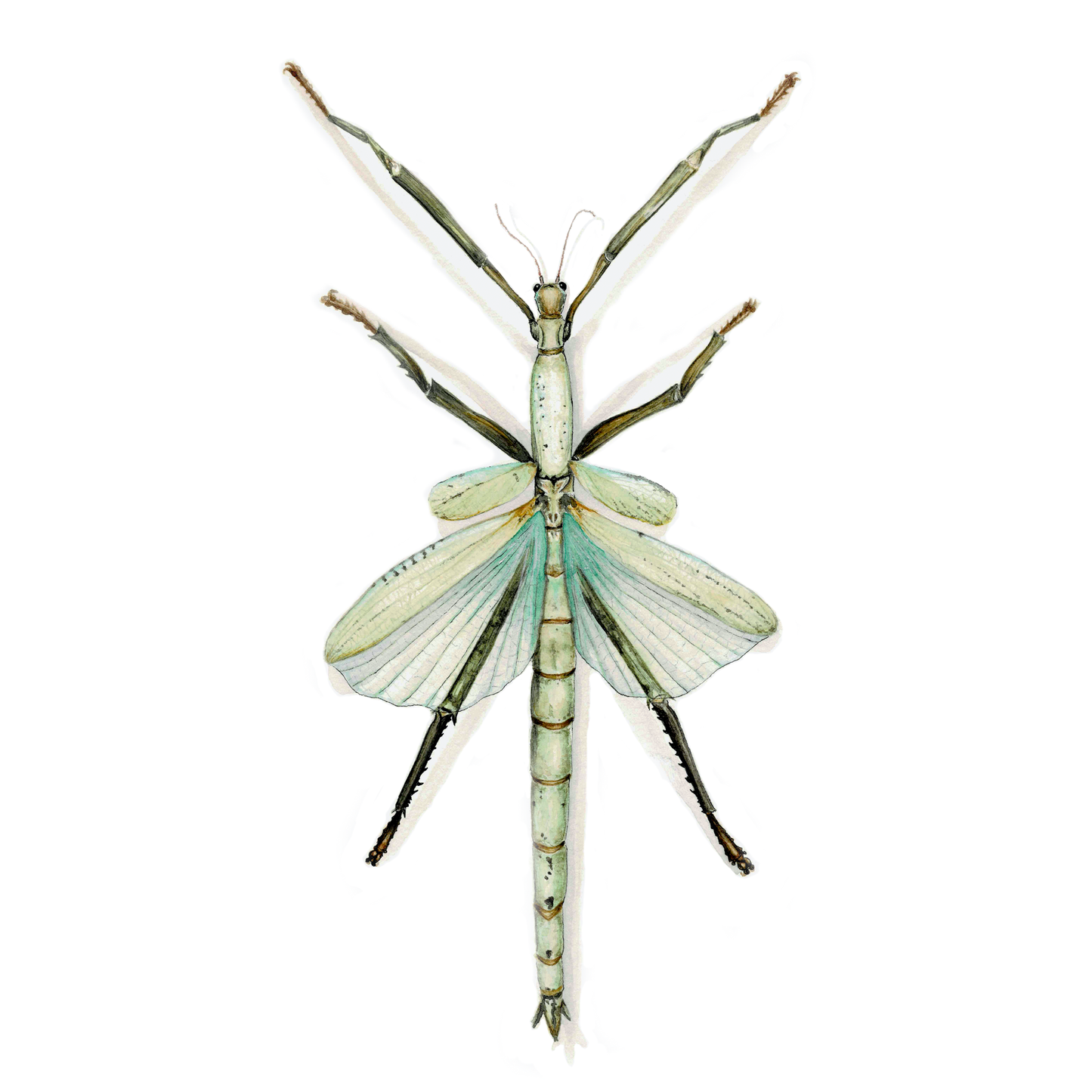 Stick Insect Art Print - Orin