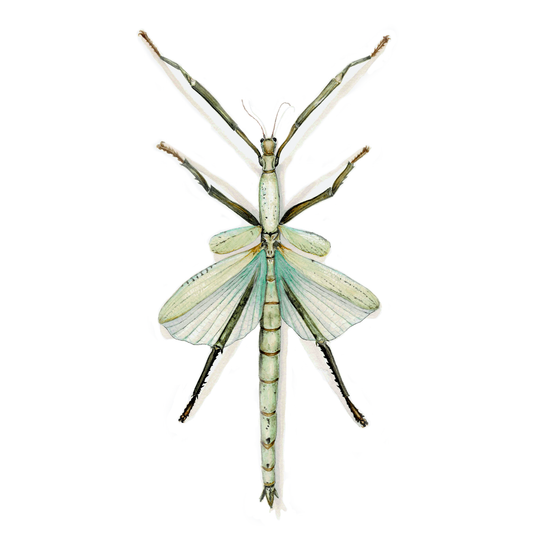 Stick Insect Art Print - Orin