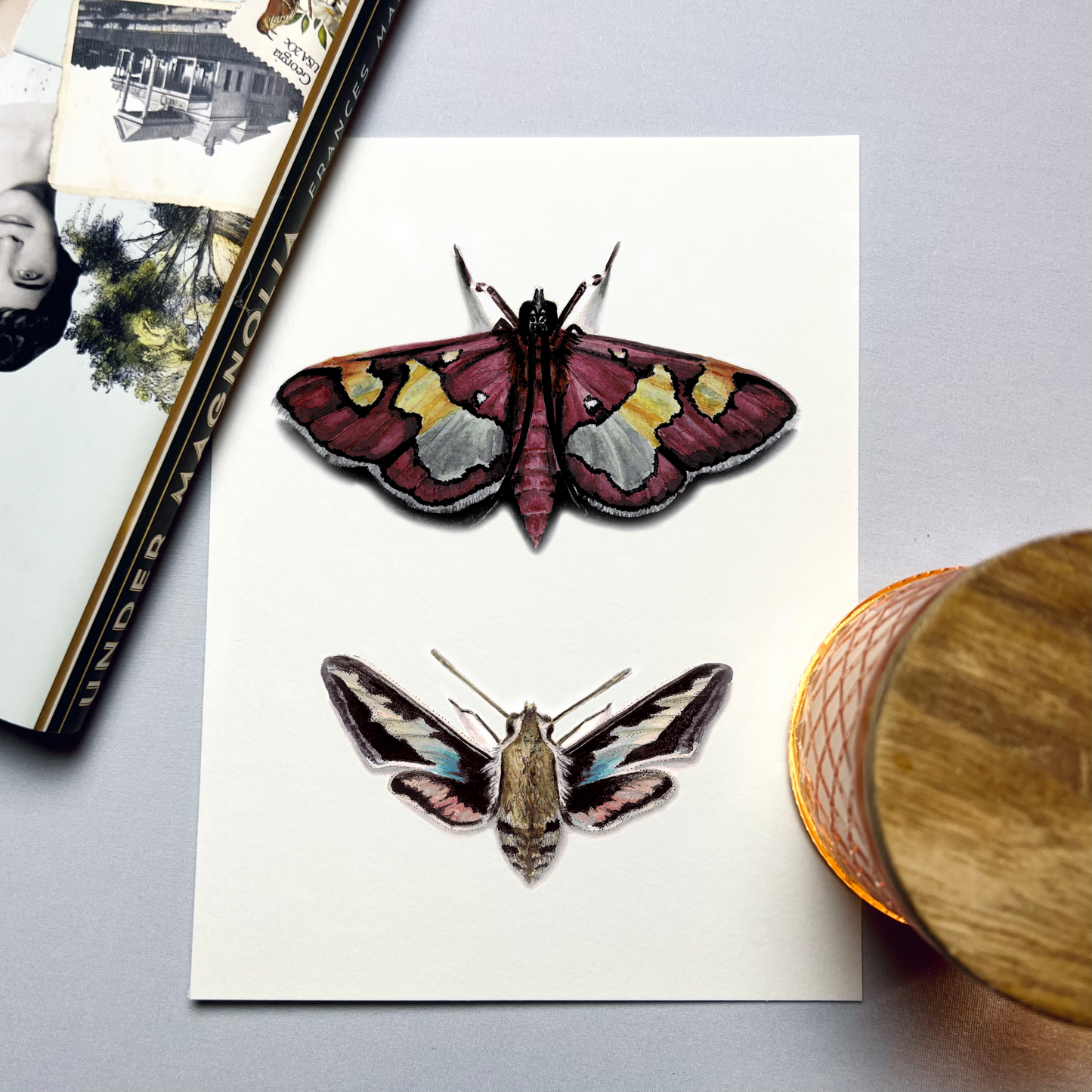 Colomychus & Hawk Moth Art Print - Juno & Enoch