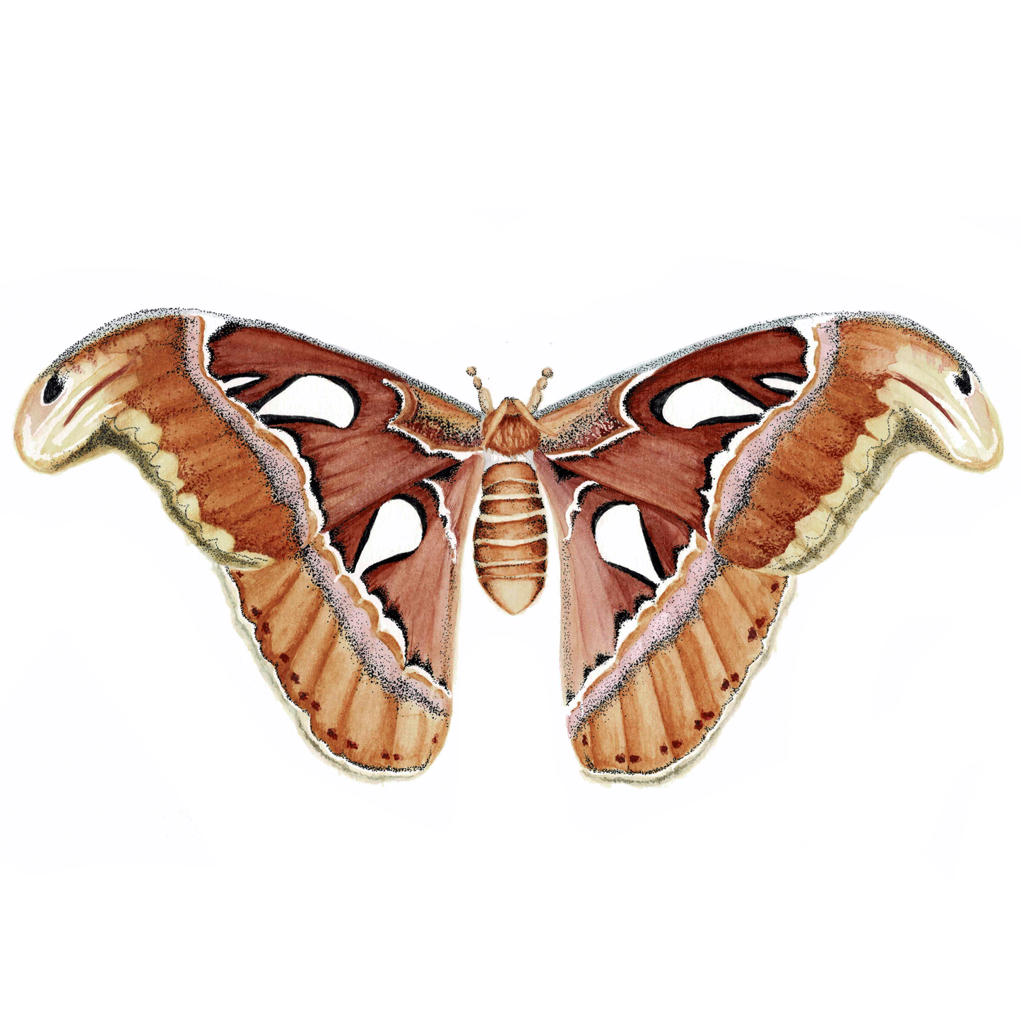 Atlas Moth Art Print - Maple