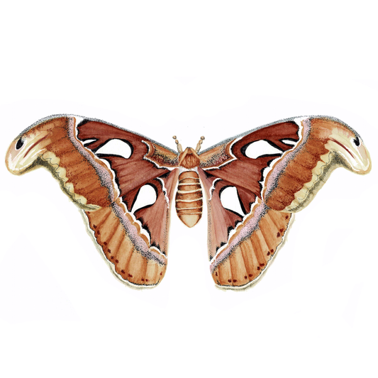Atlas Moth Art Print - Maple