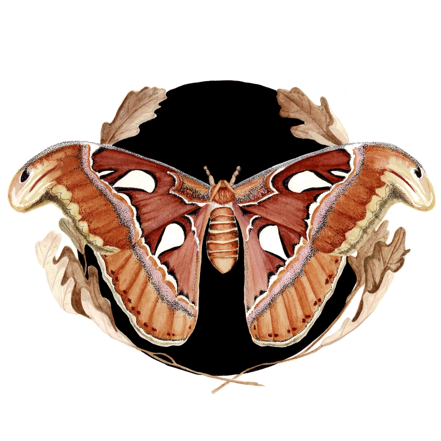 Atlas Moth Art Print (Dark) - Maple