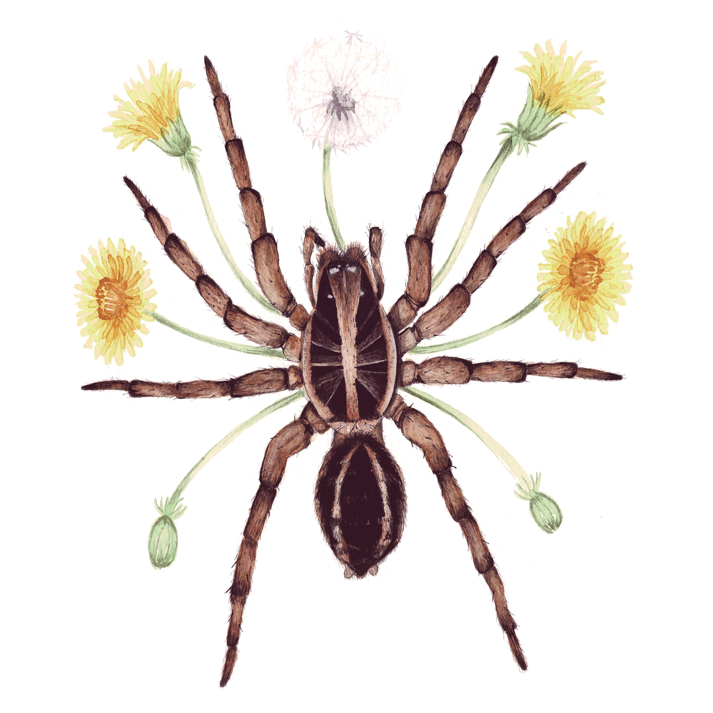 Wolf Spider Art Print - Sahar