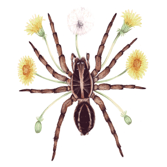 Wolf Spider Art Print - Sahar