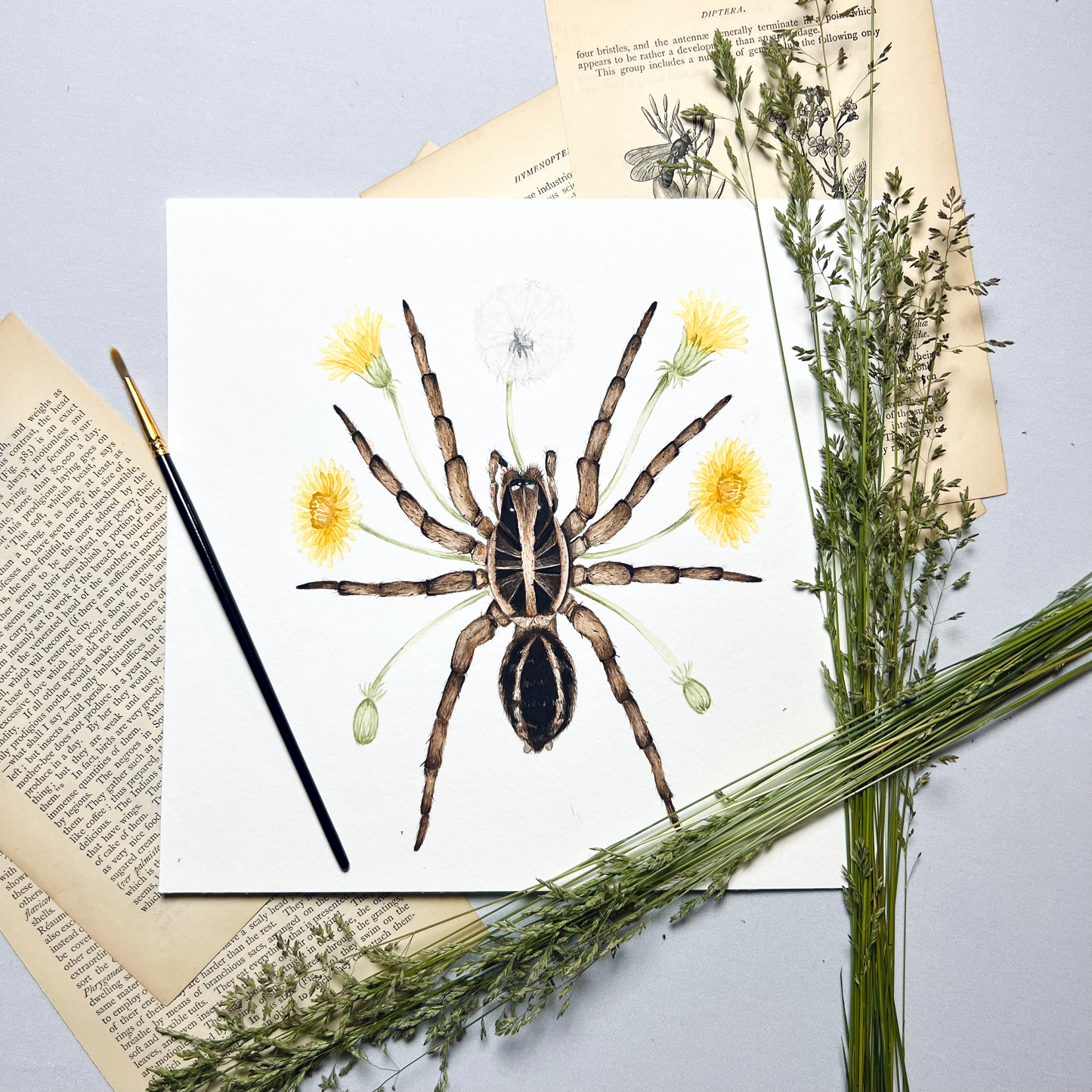Wolf Spider Art Print - Sahar