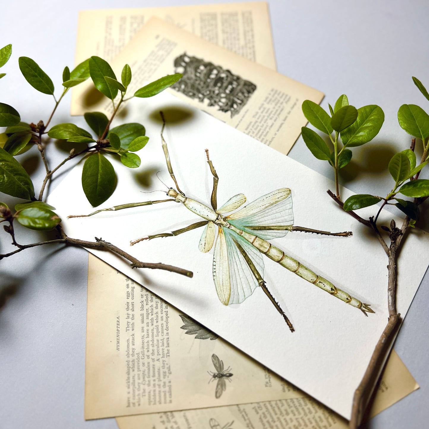 Stick Insect Art Print - Orin