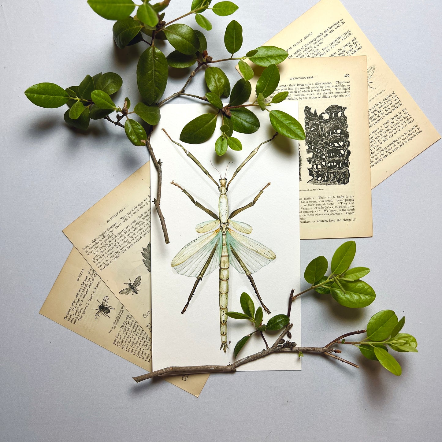 Stick Insect Art Print - Orin