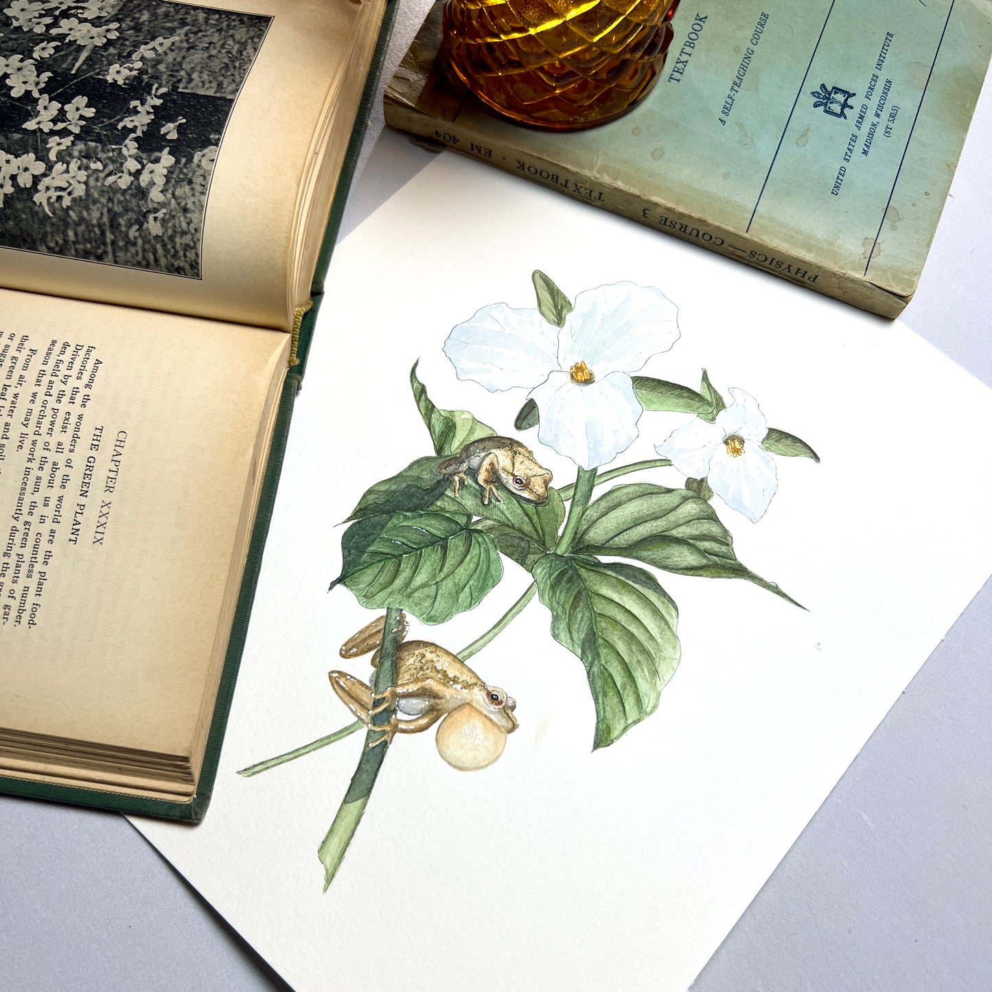 Spring Peeper Art Print - Ella & Louis