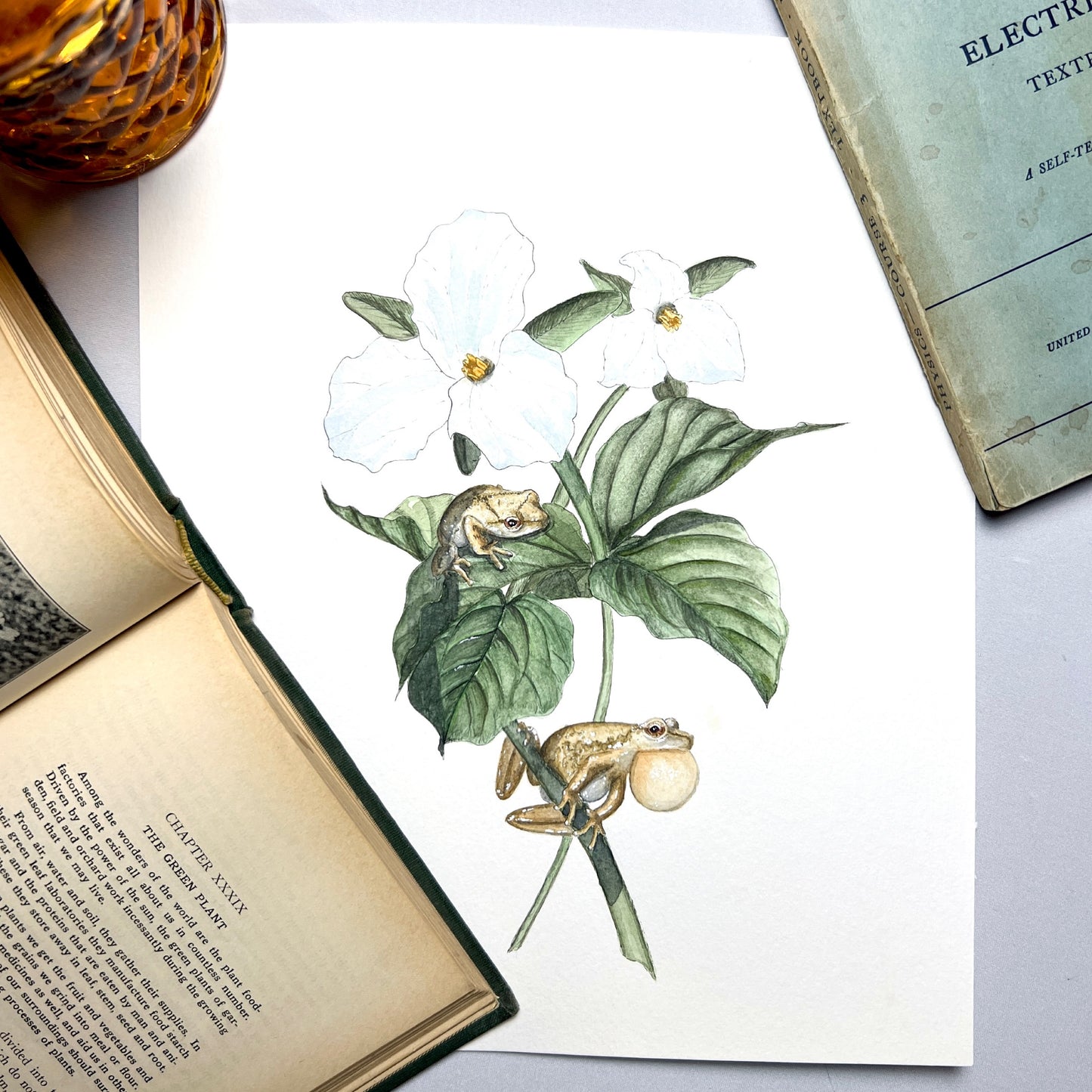 Spring Peeper Art Print - Ella & Louis