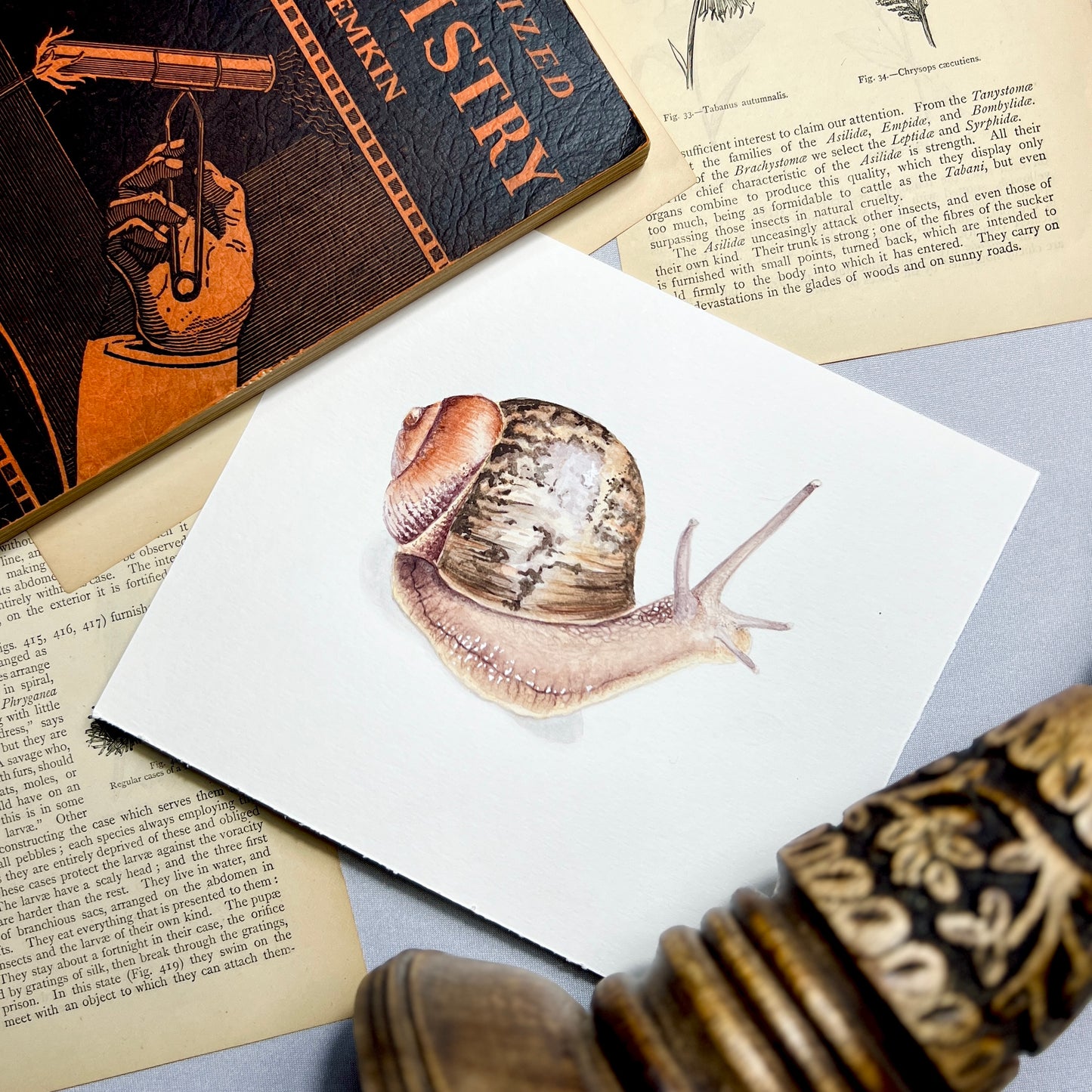 Garden Snail Art Print - Ciel