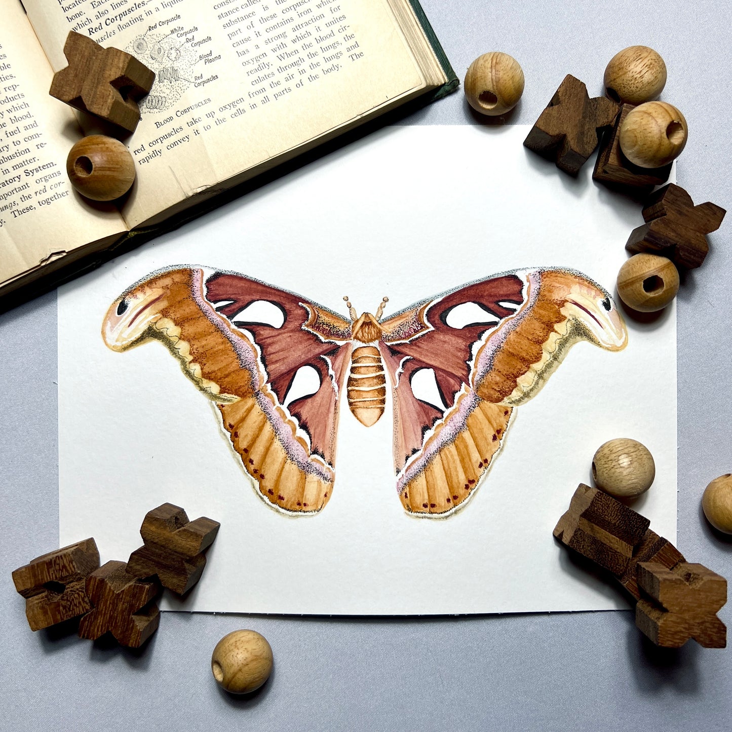 Atlas Moth Art Print - Maple