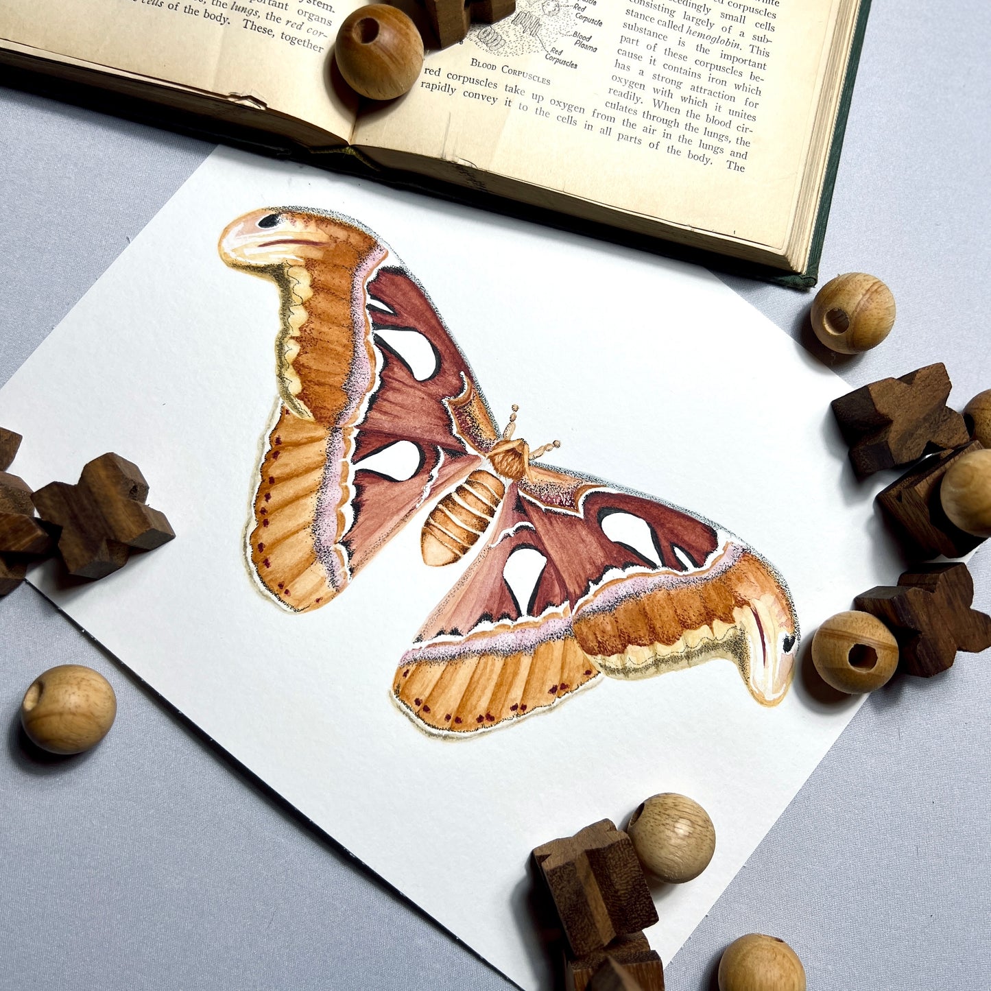 Atlas Moth Art Print - Maple