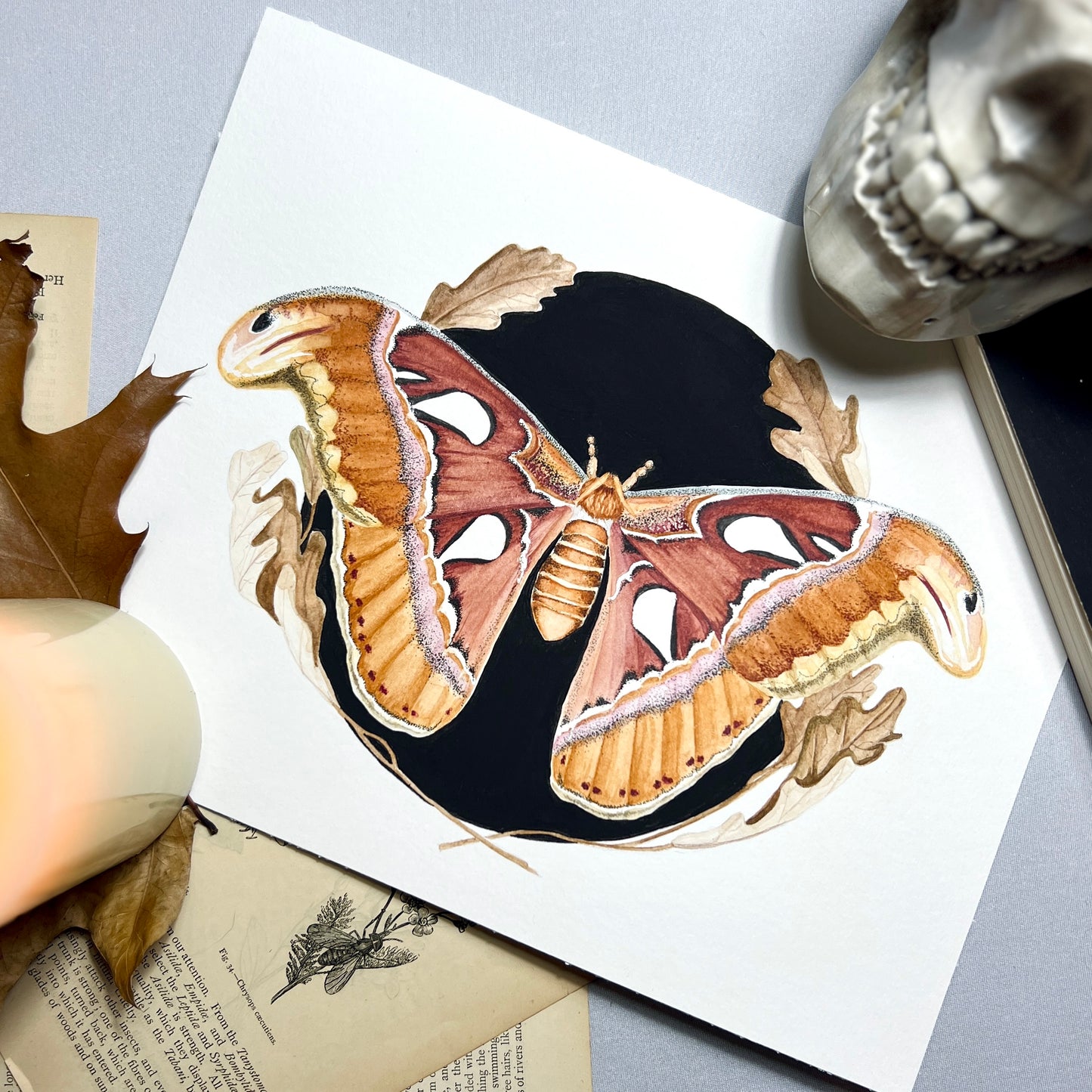 Atlas Moth Art Print (Dark) - Maple