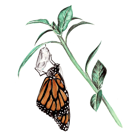 Monarch Butterfly Art Print - Anastasia