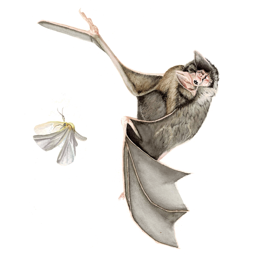 Bat & Moth Art Print - Nyx
