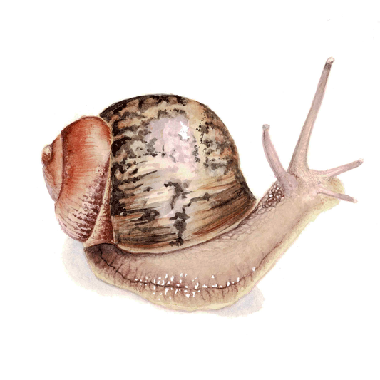 Garden Snail Art Print - Ciel