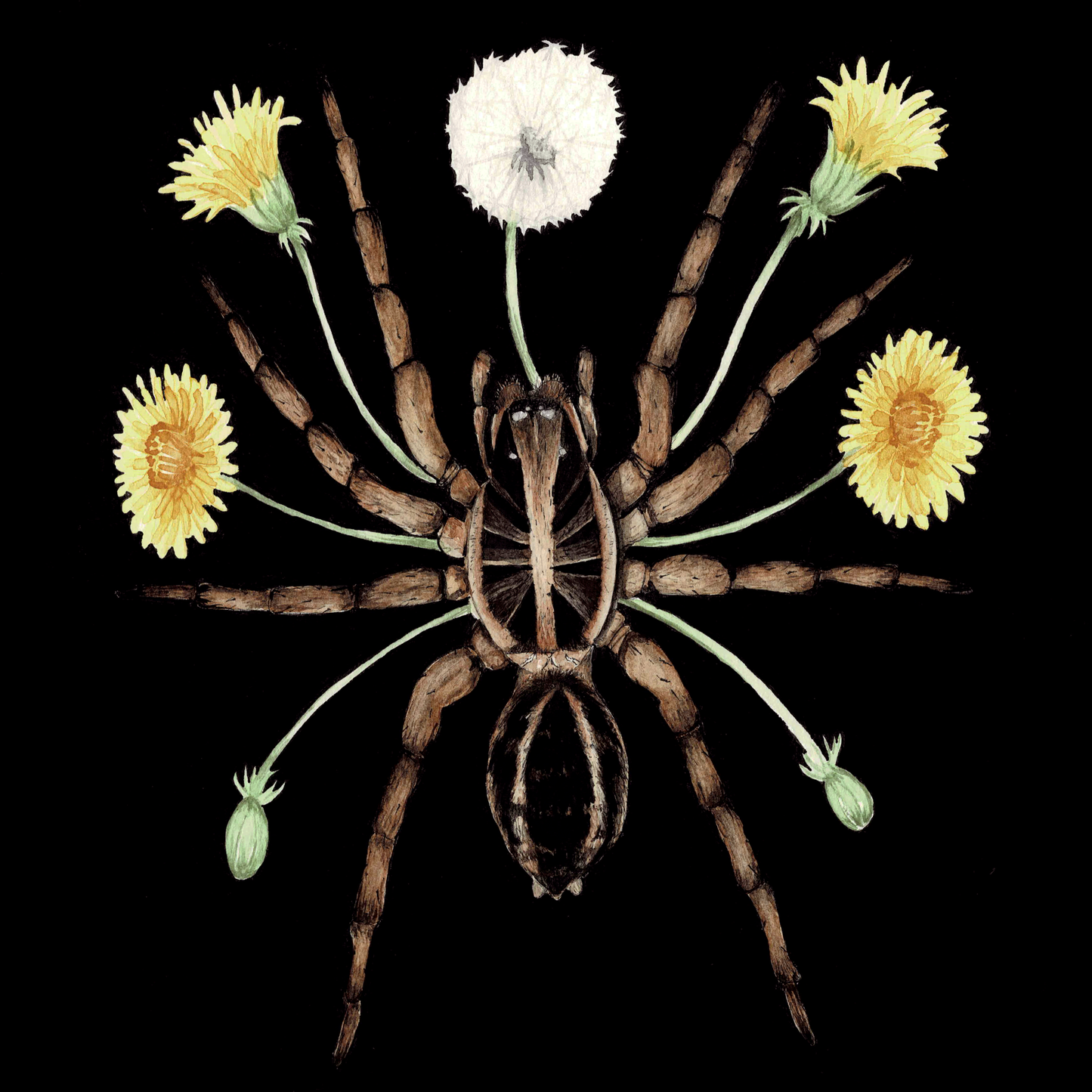 Wolf Spider Art Print (Dark) - Sahar