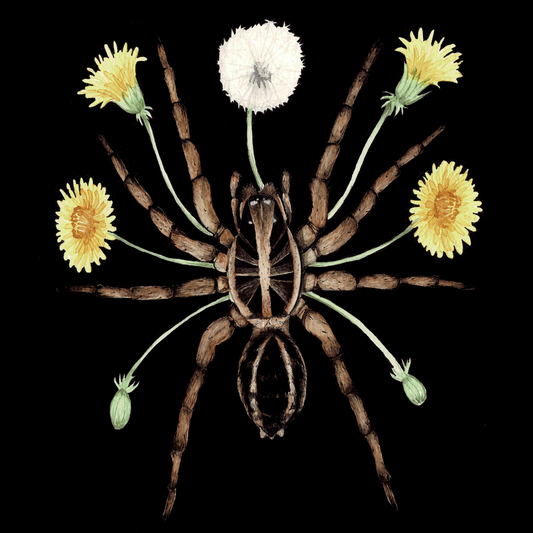 Wolf Spider Art Print (Dark) - Sahar