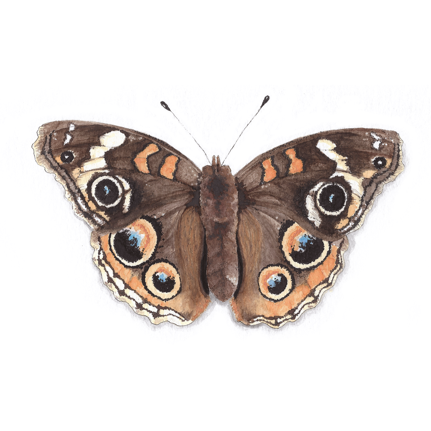 Common Buckeye Butterfly Art Print - Jophiel
