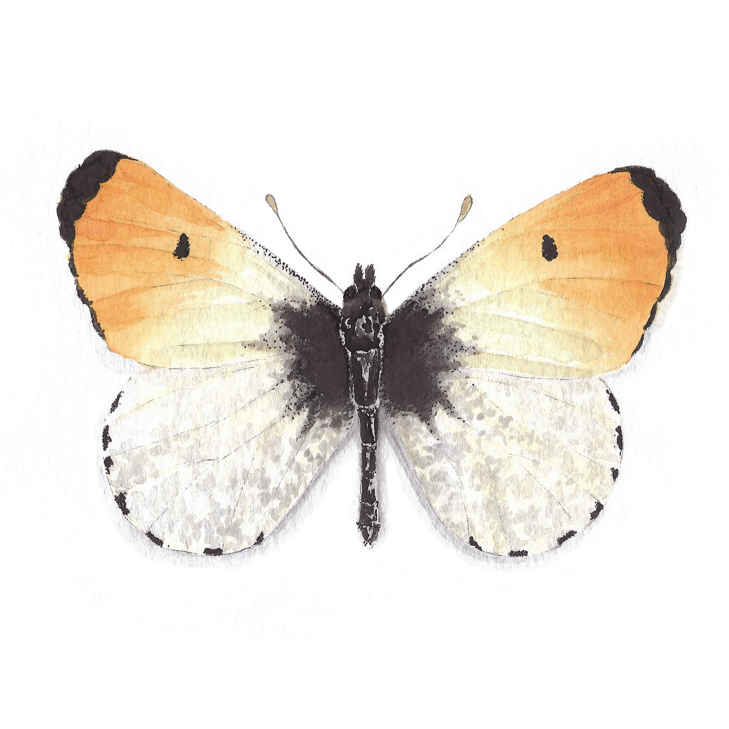 Orangetip Butterfly Art Print - Julius
