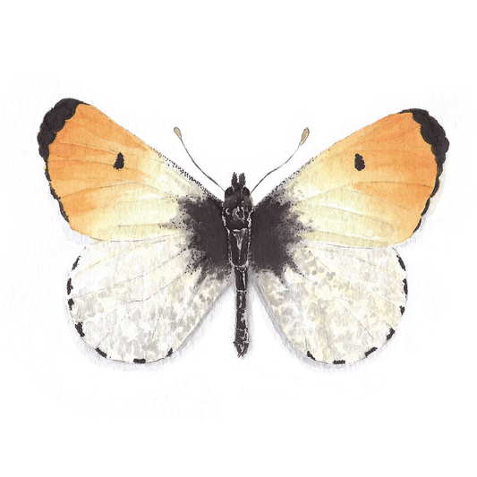 Orangetip Butterfly Art Print - Julius