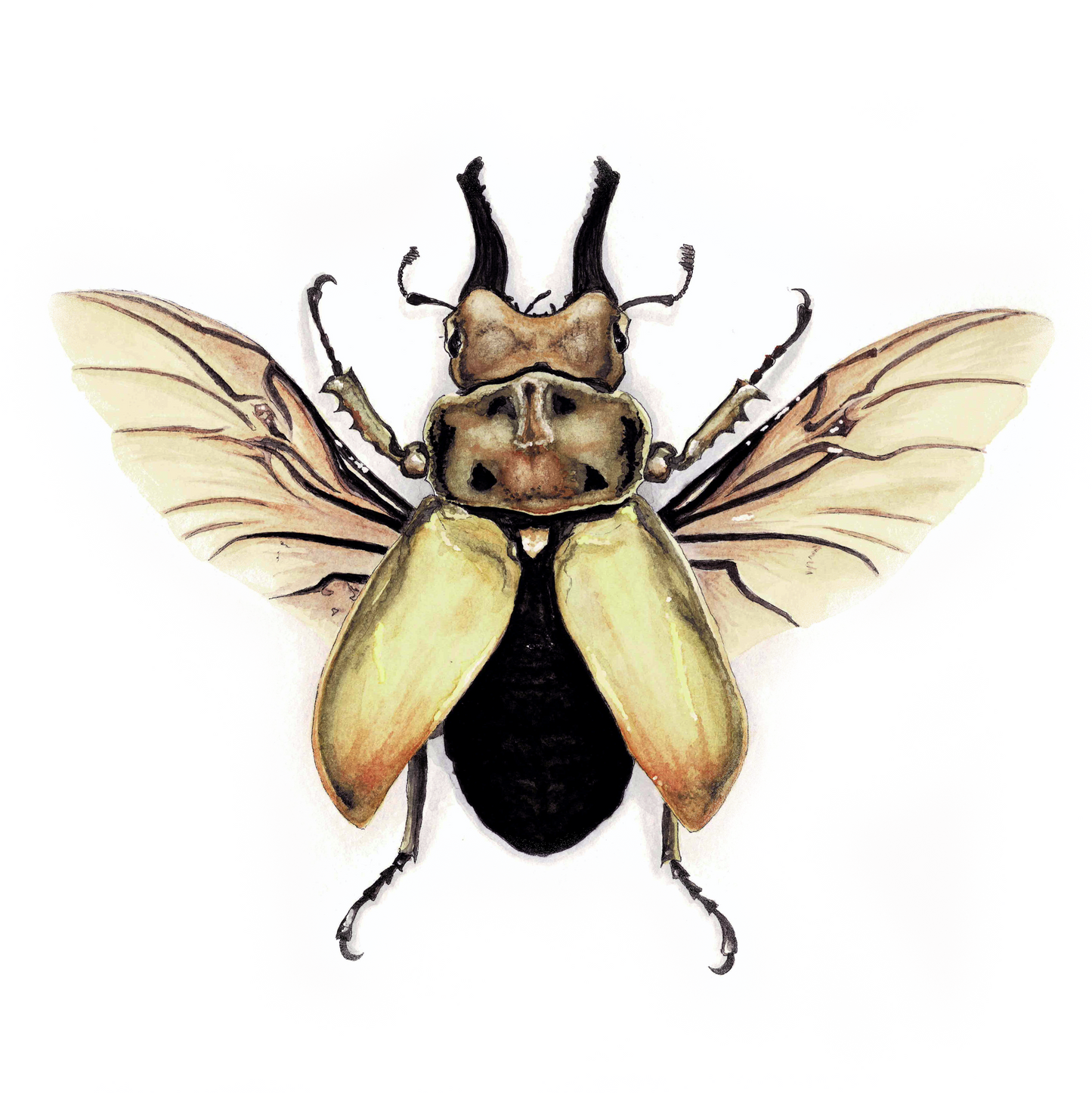 Stag Beetle Art Print - Augustus