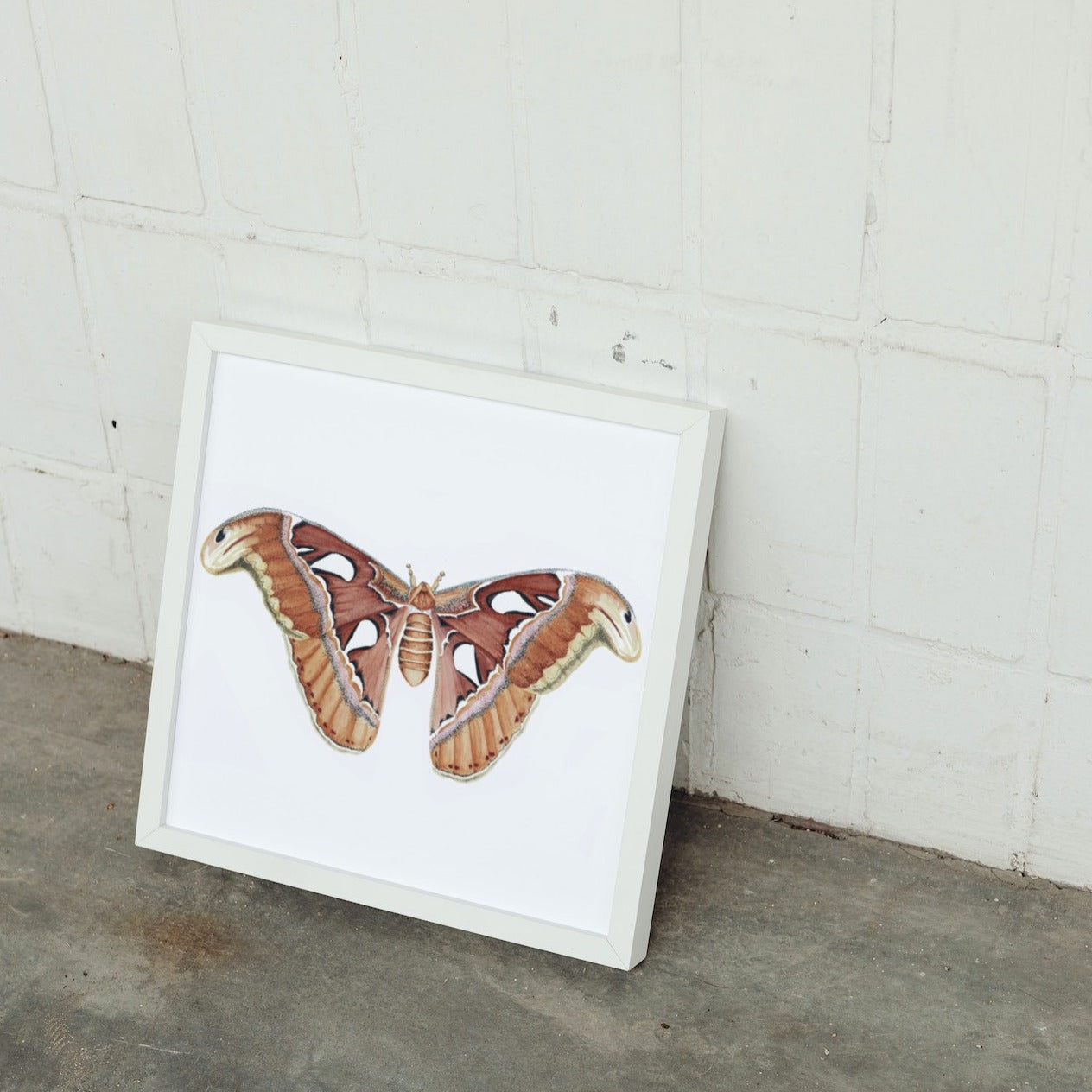 Atlas Moth Art Print - Maple
