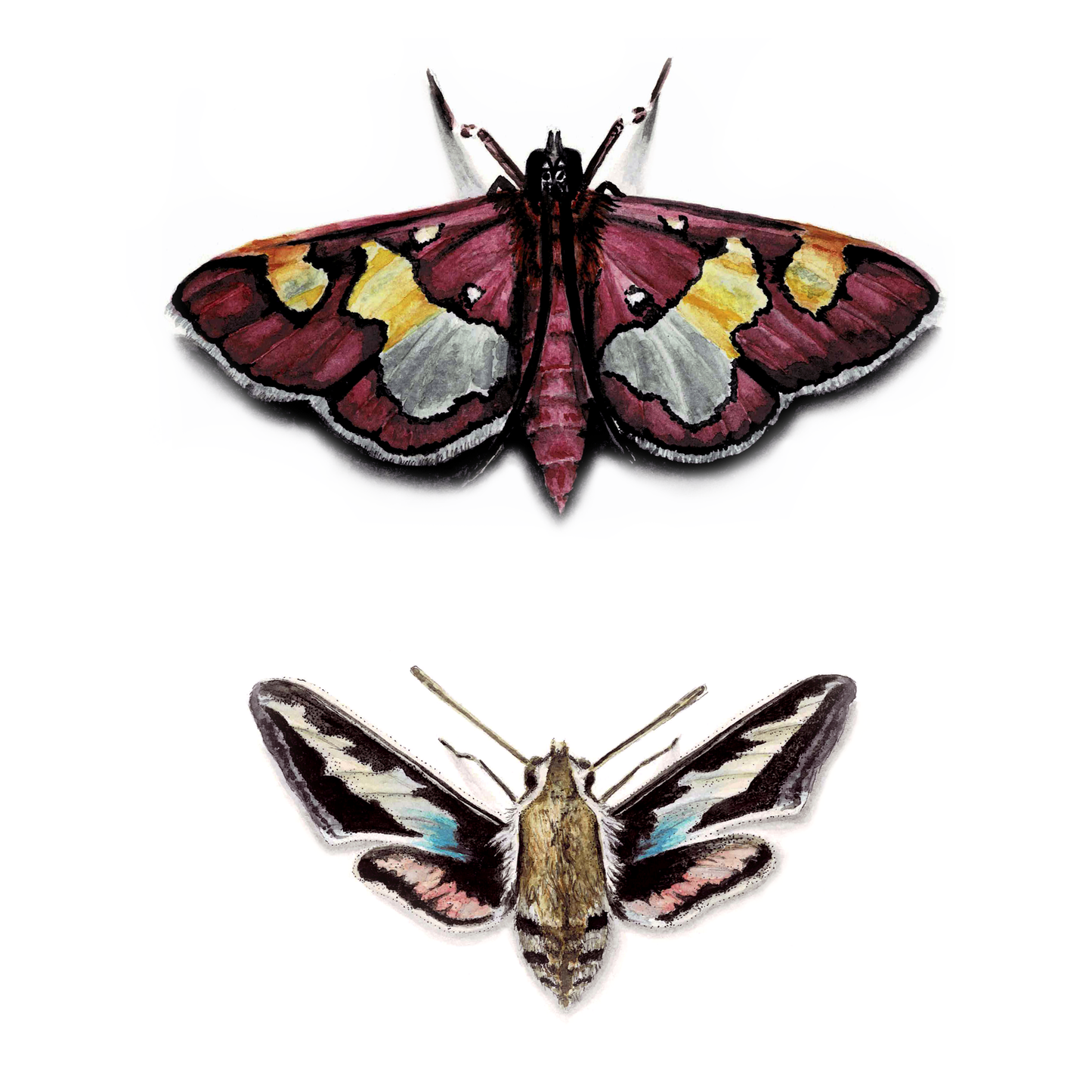 Colomychus & Hawk Moth Art Print - Juno & Enoch