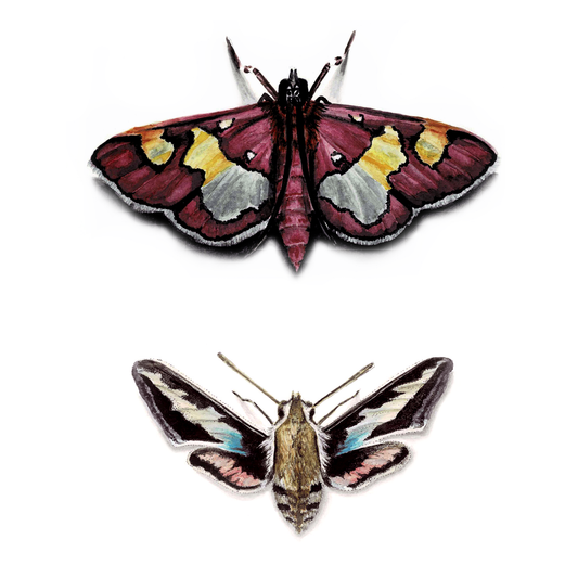 Colomychus & Hawk Moth Art Print - Juno & Enoch