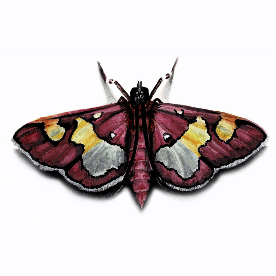 Colomychus Moth Art Print - Juno