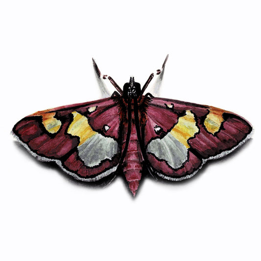 Colomychus Moth Art Print - Juno