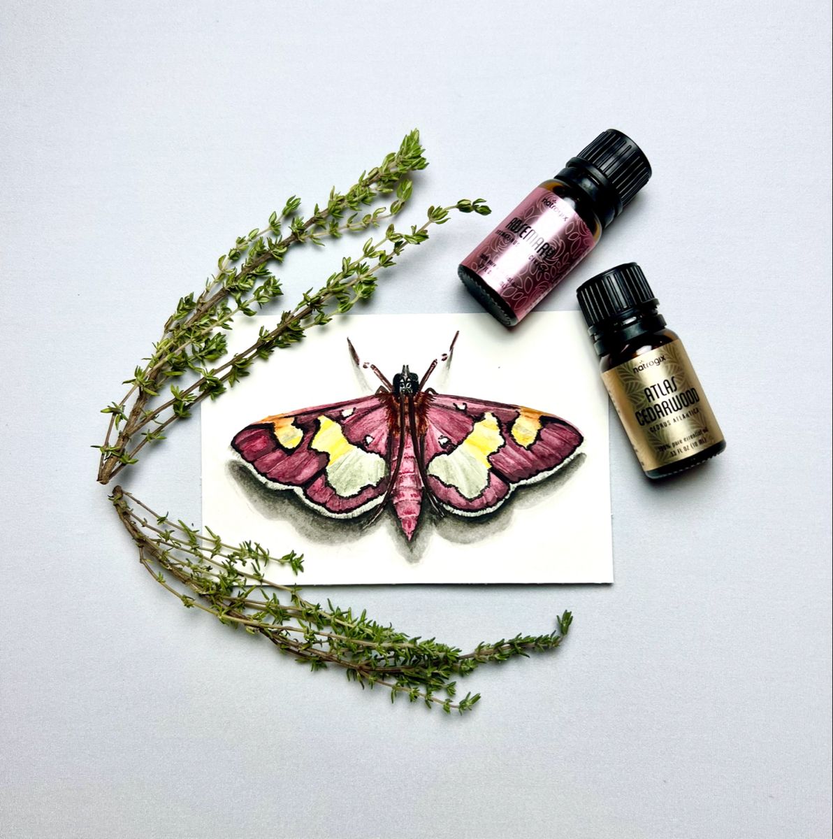 Colomychus Moth Art Print - Juno