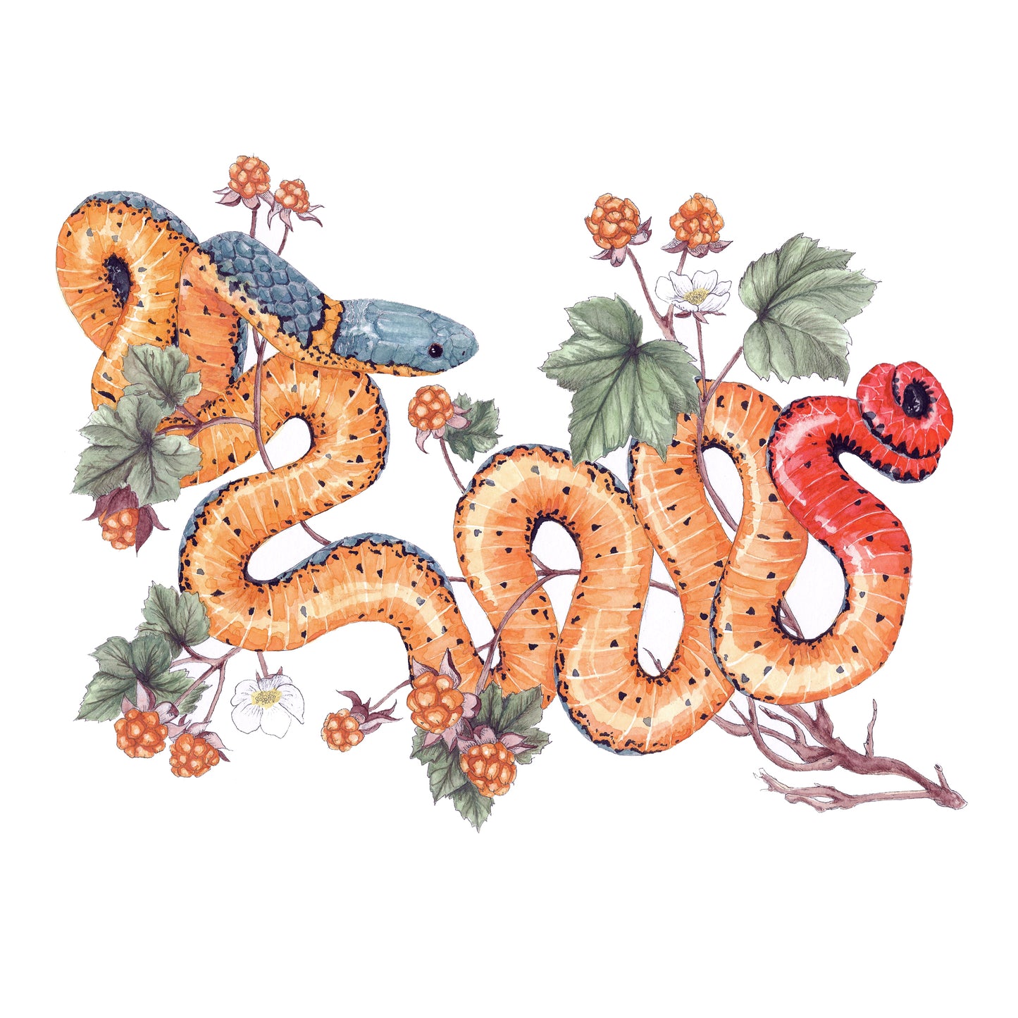 Ring-Necked Snake Art Print - Opal