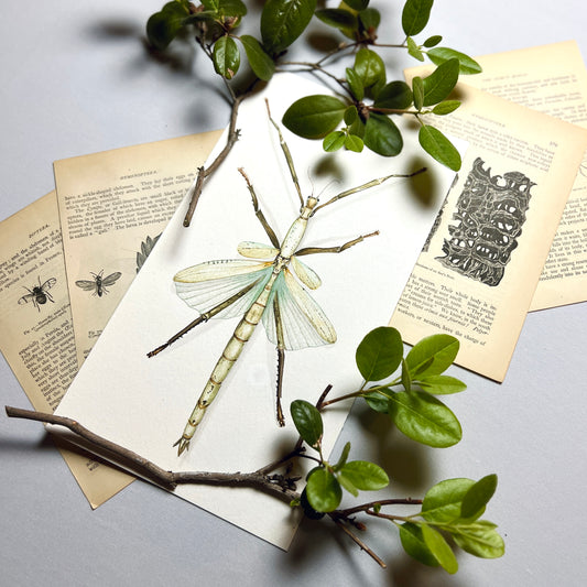 Insect Art Prints: How They Can Enhance Your Home Decor