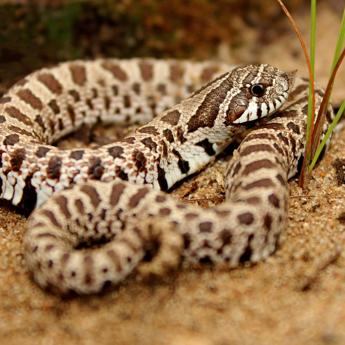 My Journey with the Western Hognose Snake: Unraveling the Facts