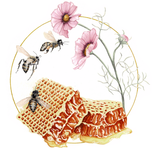 Honeybee Art Print - Miel, Melite, & Asal