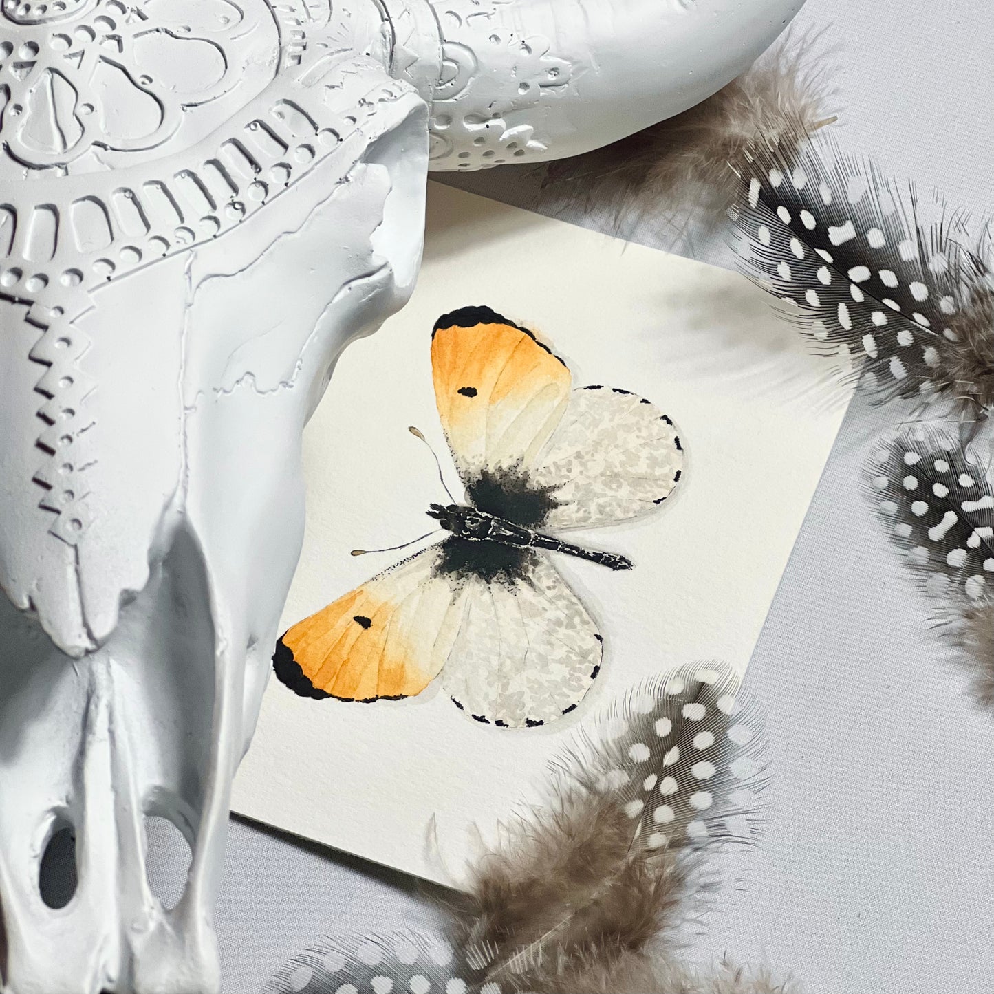 Orangetip Butterfly Art Print - Julius