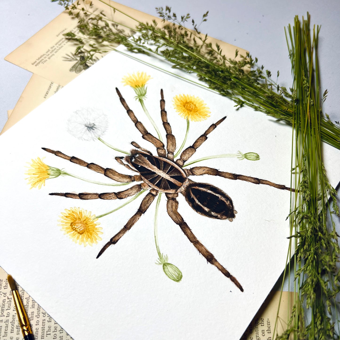 Wolf Spider Art Print - Sahar