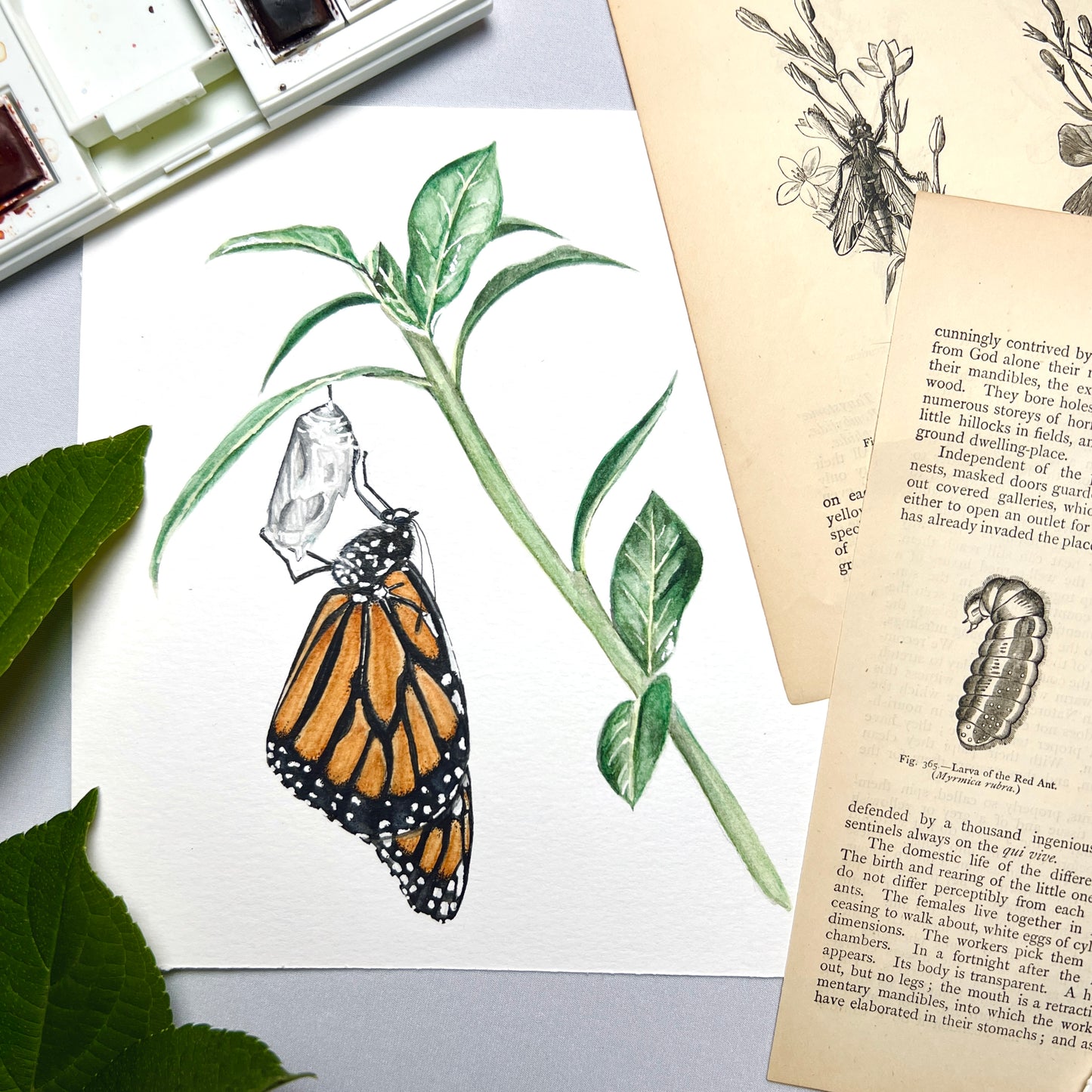 Monarch Butterfly Art Print - Anastasia