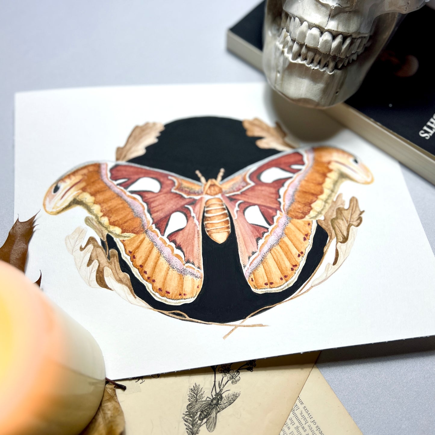 Atlas Moth Art Print (Dark) - Maple