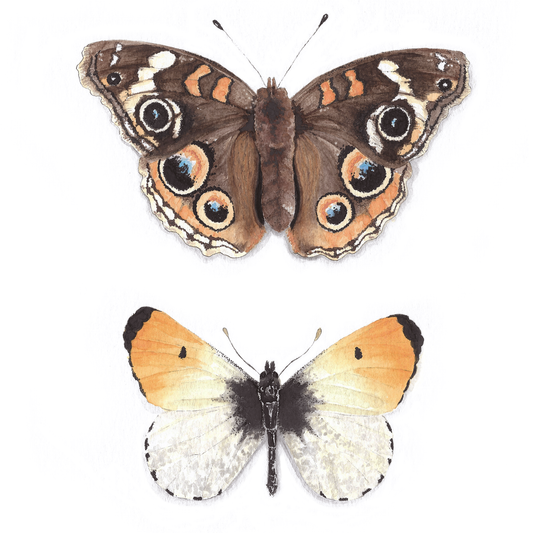 Buckeye & Orangetip Butterfly Art Print - Jophiel & Julius