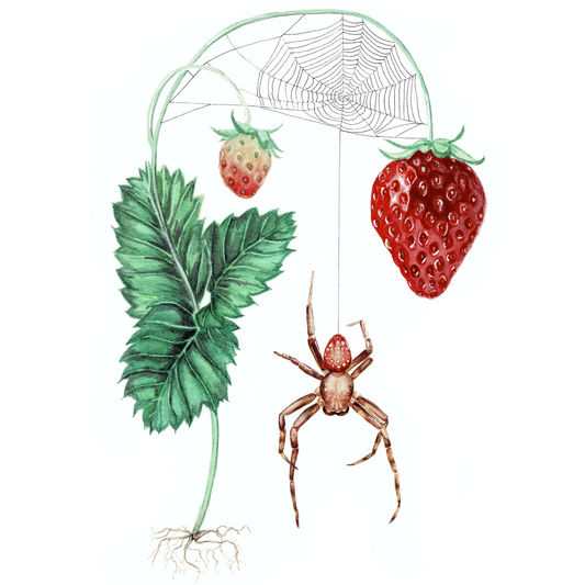 Strawberry Spider Art Print - Radcliff