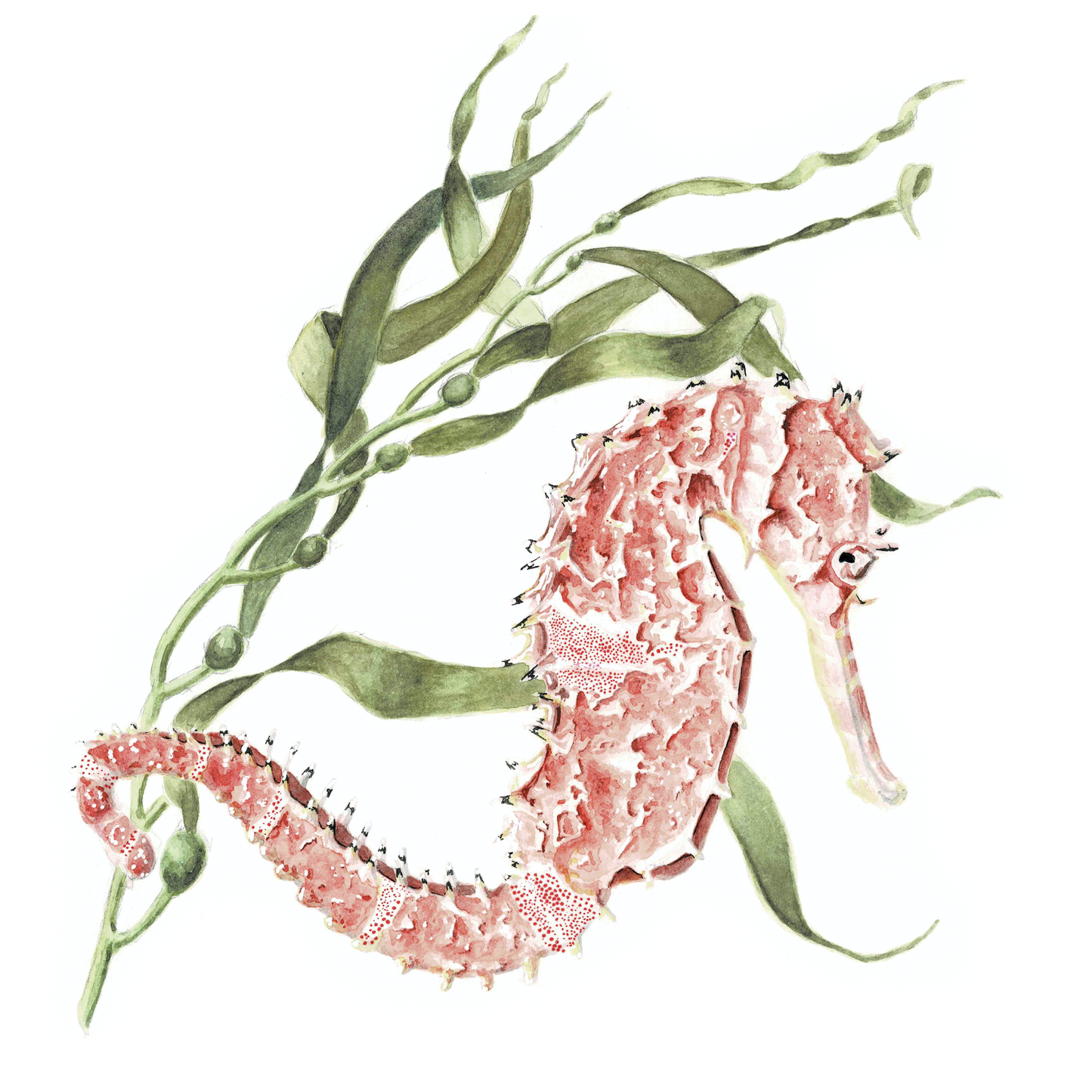 Seahorse and Seaweed Art Print - Silas