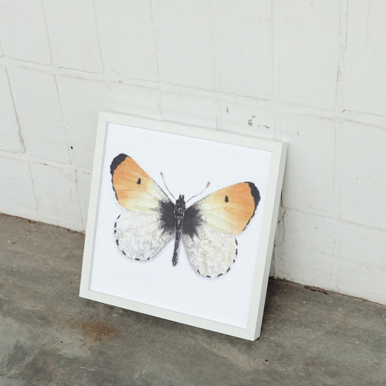 Orangetip Butterfly Art Print - Julius