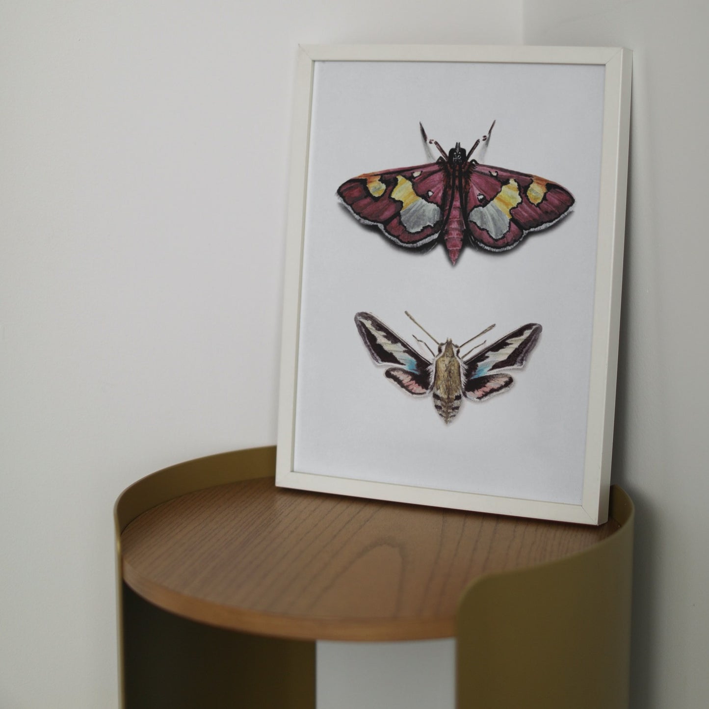 Colomychus & Hawk Moth Art Print - Juno & Enoch