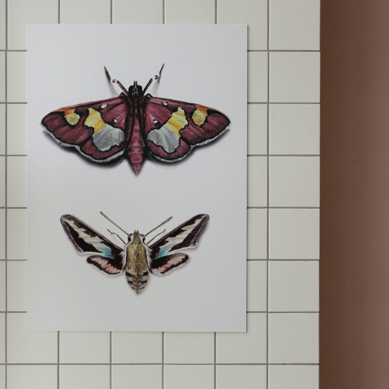 Colomychus & Hawk Moth Art Print - Juno & Enoch