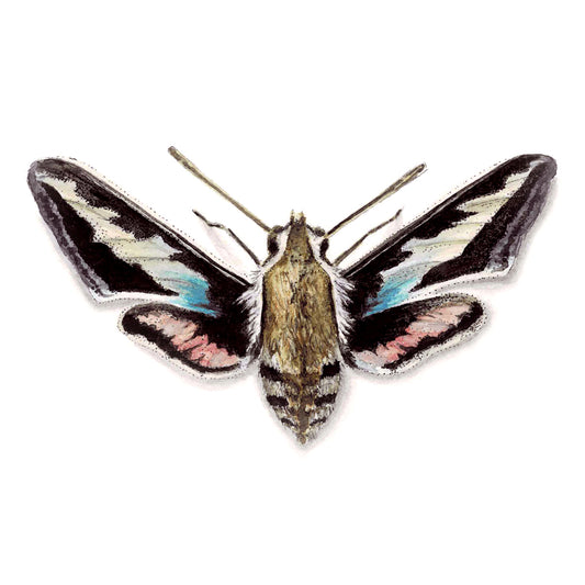Hawk Moth Art Print - Enoch
